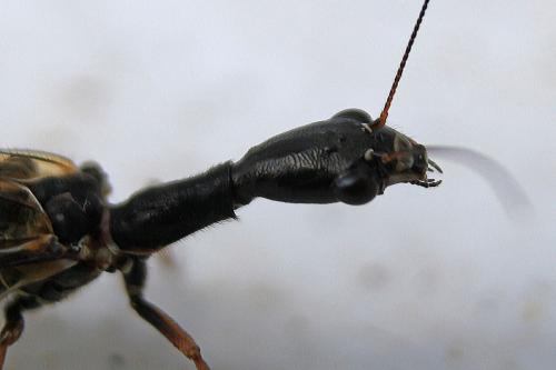 Réf. 282 316 : Phaeostigma sp.